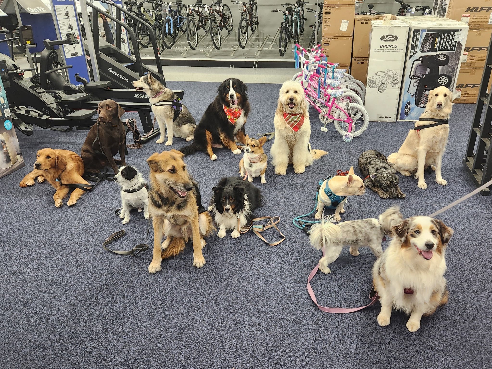 Therapy pets visiting Academy Sporting Goods during a community walkabout