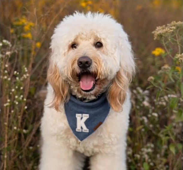 Smiling goldendoodle wearing a blue bandana with the letter K, sitting in a field of wildflowers