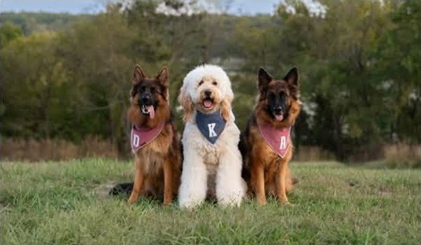 Two German shepherds and a goldendoodle wearing bandanas, sitting side by side in a grassy field
