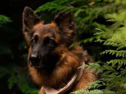 German shepherd with a tan bandana looking off to the side among evergreen branches