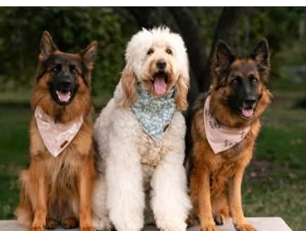Two German shepherds and a goldendoodle in floral bandanas sitting together outdoors